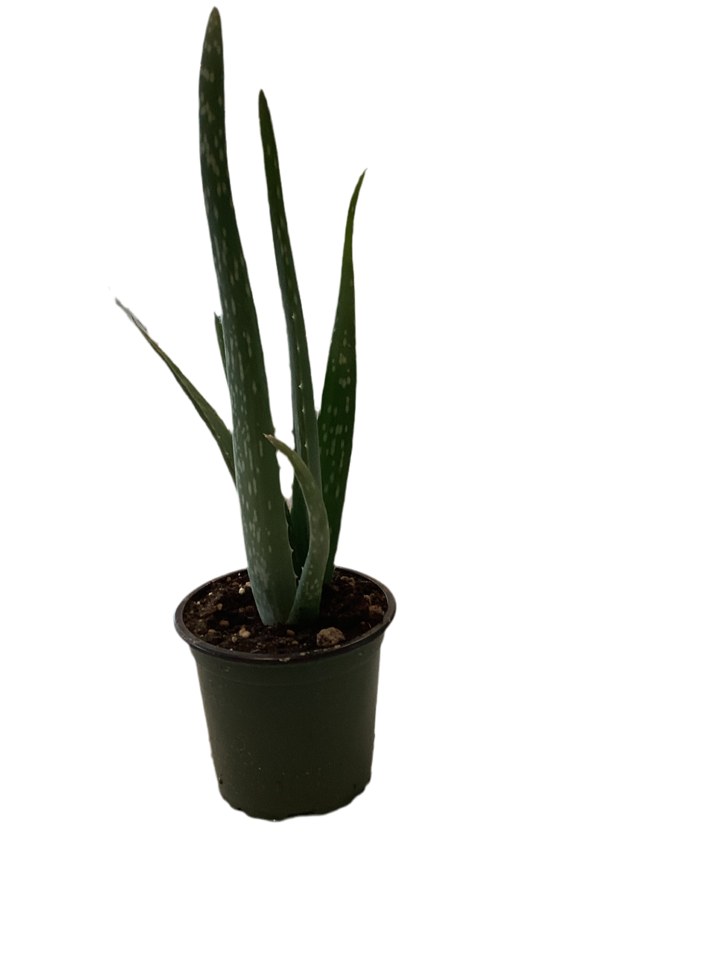 Aloe Vera 4
