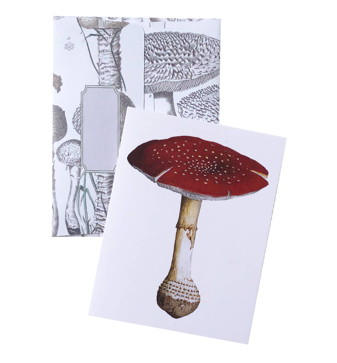 Boxed Set of 8 Vintage Mushroom Greeting Cards
