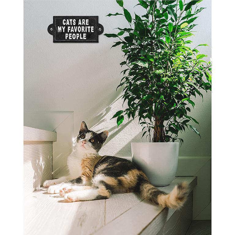 Cats are My Favorite People