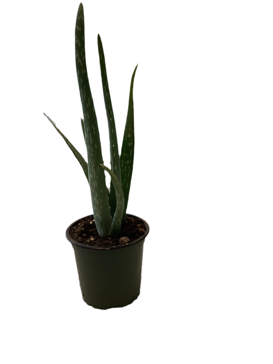 Aloe Vera 4