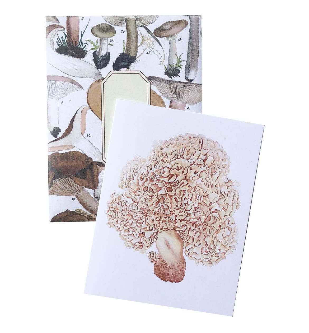 Boxed Set of 8 Vintage Mushroom Greeting Cards