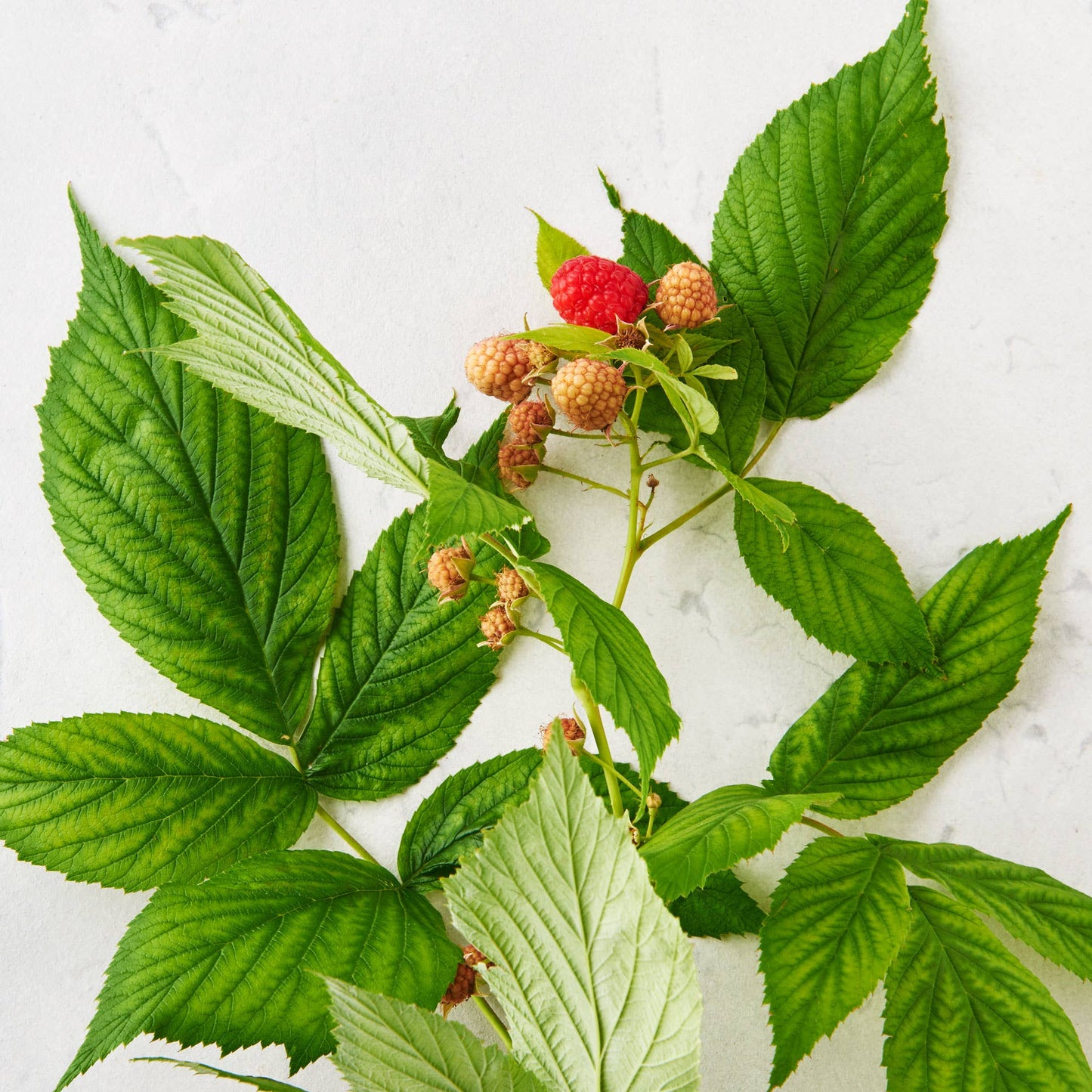 New Mama Comfort Tea - Travel