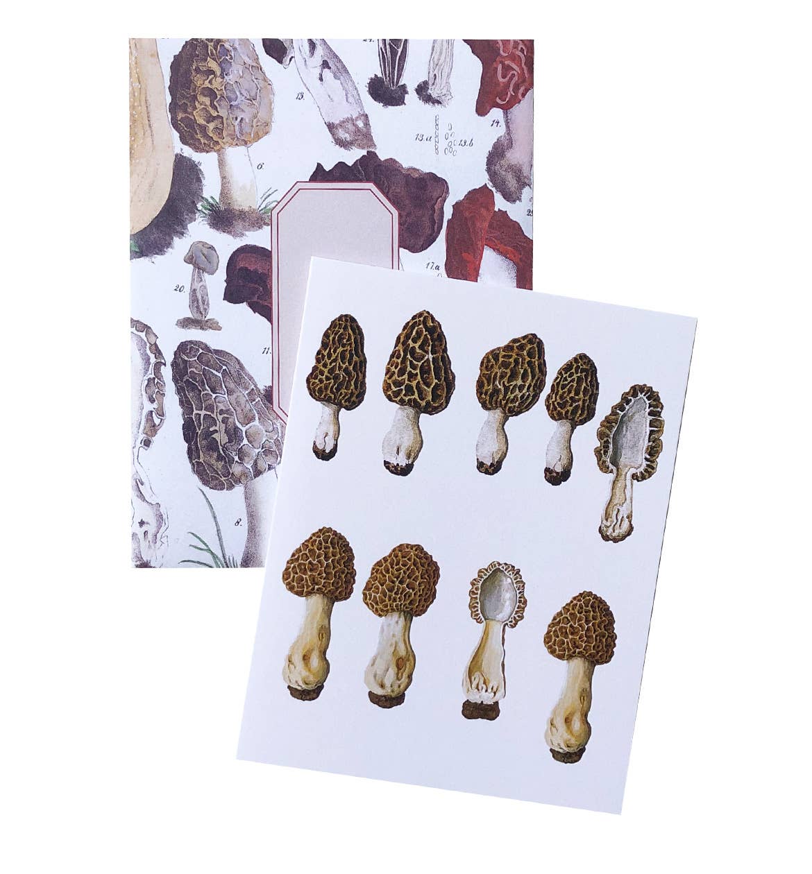 Boxed Set of 8 Vintage Mushroom Greeting Cards