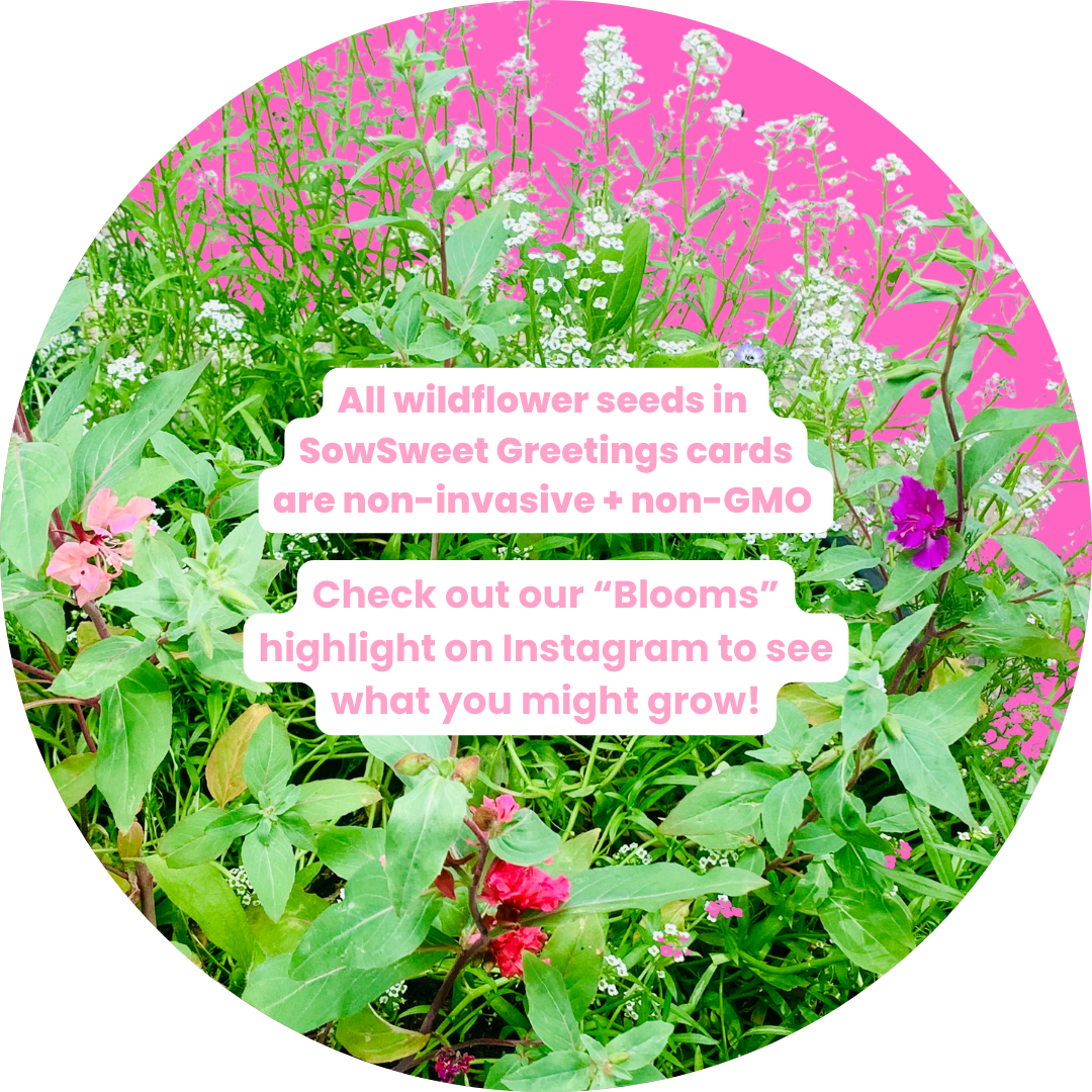 Pressed Flowers - Congrats!