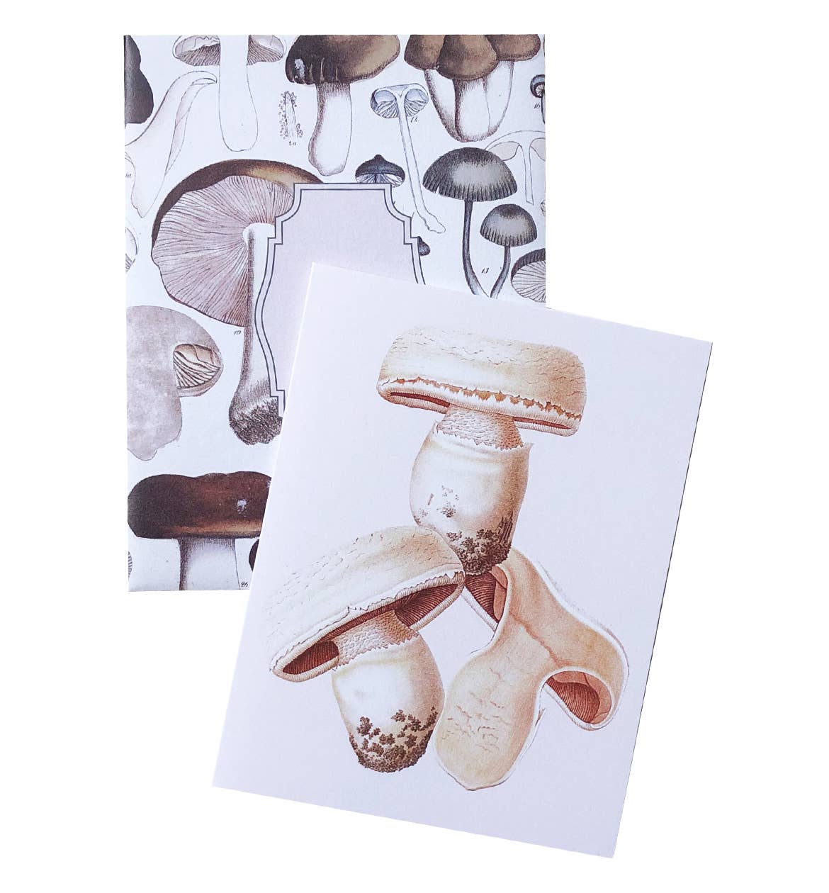 Boxed Set of 8 Vintage Mushroom Greeting Cards